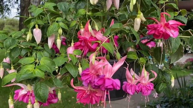 ФУКСИЯ ЦВЕТЁТ! смотреть онлайн