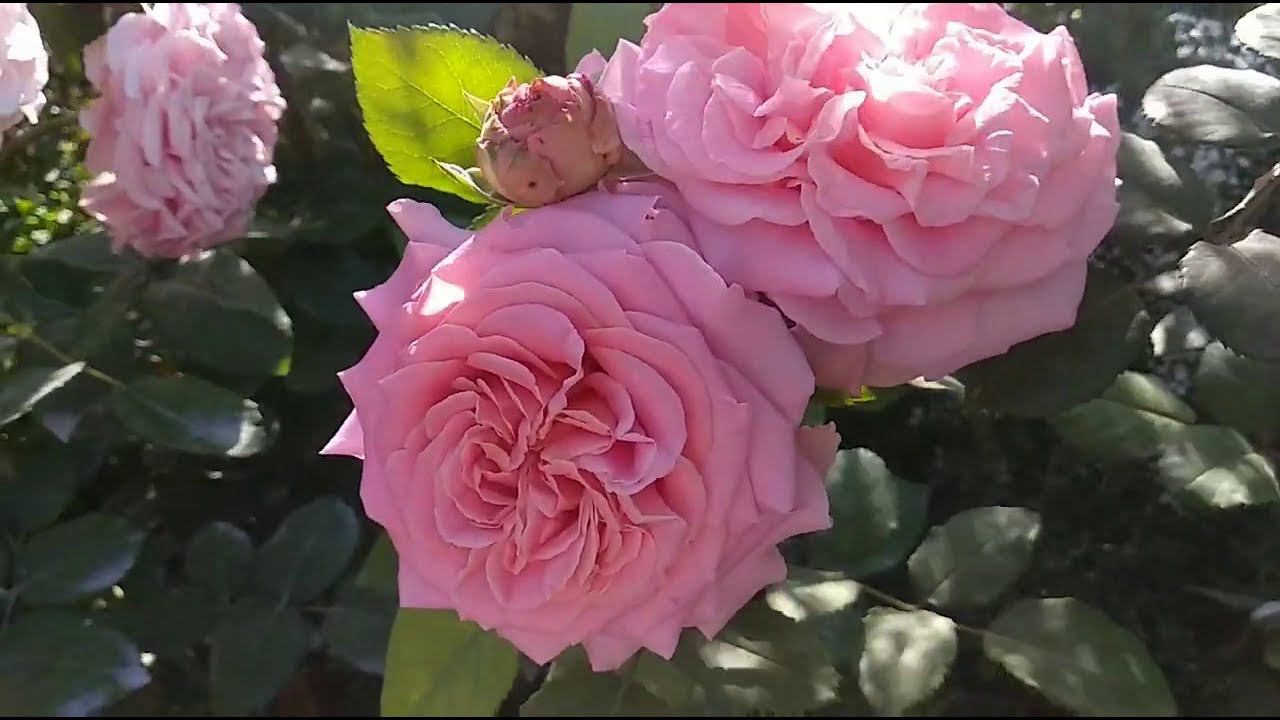 Розы. Второе цветение роз Эшли, Мария Антуанетта, Космос. смотреть онлайн