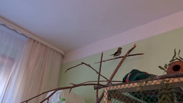 Дубонос летает по комнате смотреть онлайн