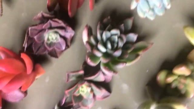 120 variedades de suculentas - Instagram Live Microscopio #3 смотреть онлайн