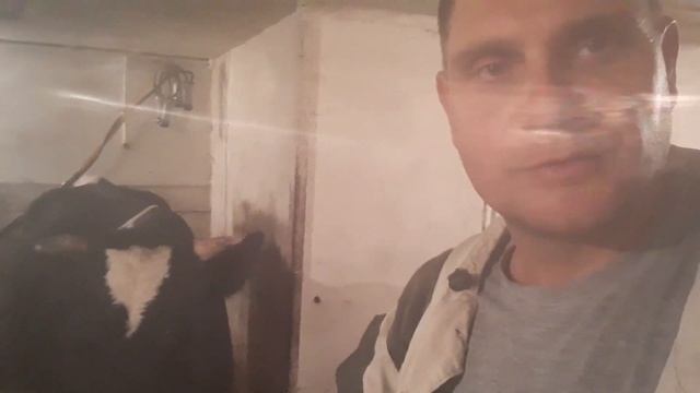 Выгодно ли, держать быков? Договорились о продаже двух годовалого быка и коровы. смотреть онлайн
