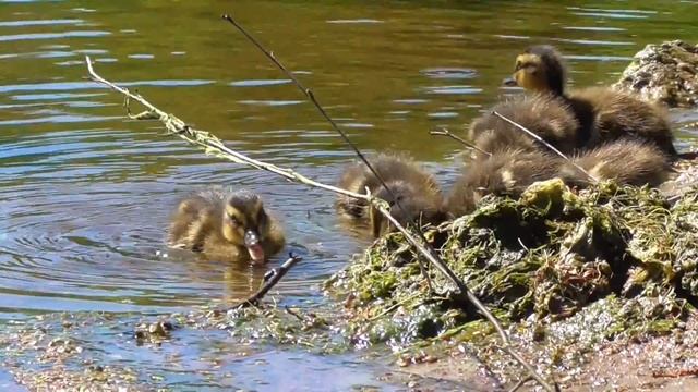 Первые утята. Павловский парк.
