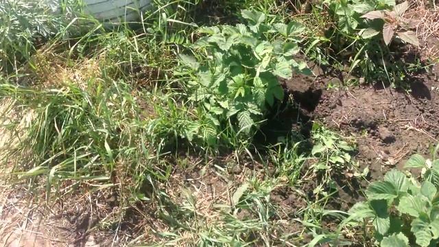 Амарант в клубнике 2 смотреть онлайн