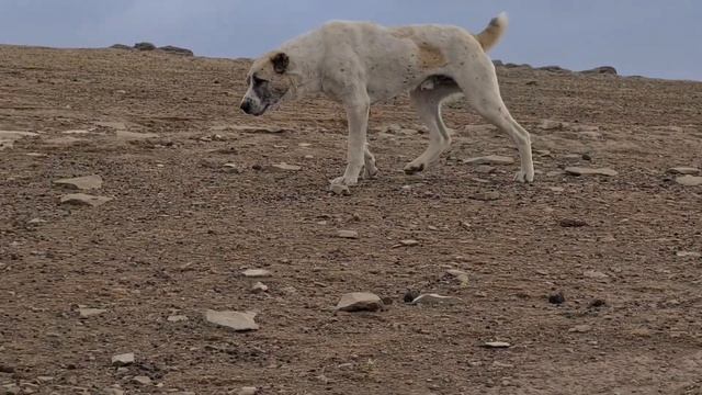 Исмаил и его горные Волкодавы! смотреть онлайн