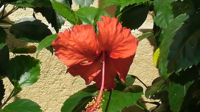 Hibiscus (Red) смотреть онлайн
