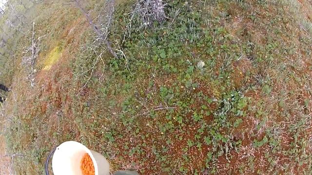 Собираем морошку смотреть онлайн