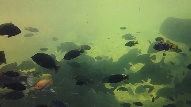 Perdida en África🙃Bioparc Valencia 2020 смотреть онлайн