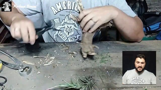 Un Acompañamiento un Poco Particular: Tillandsia aeranthos смотреть онлайн