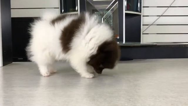 шпиц. щен белокорич Коти смотреть онлайн