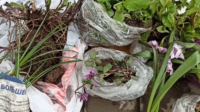 Цветочные подарки от моего коллектива на цветоводстве! смотреть онлайн