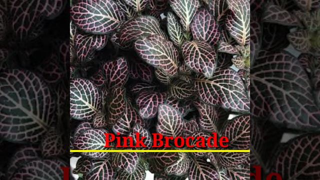 54 Fittonia Species | Nerve Plant Varieties | Fittonia Plant varieties | Plant and Planting смотреть онлайн