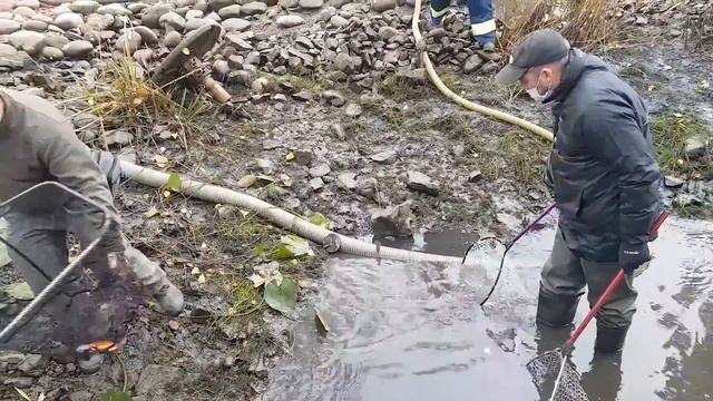 Рыбки из прудов Зарядья отправляются на зимовку смотреть онлайн