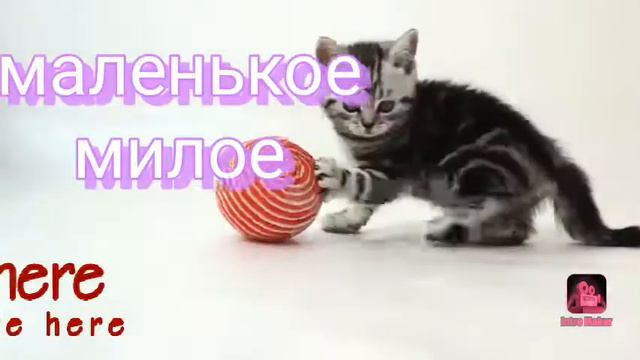 Маленькое милое видео смотреть онлайн