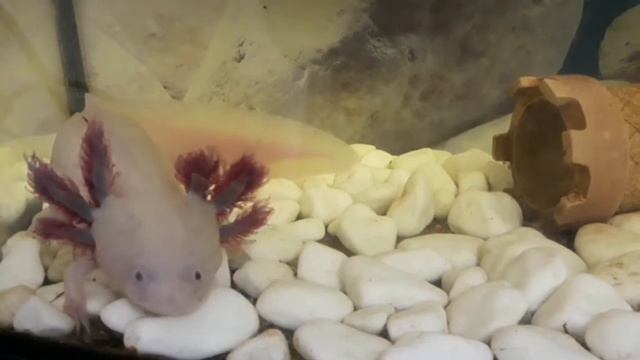 Аксолотль- хищник и его жизнь в аквариуме смотреть онлайн