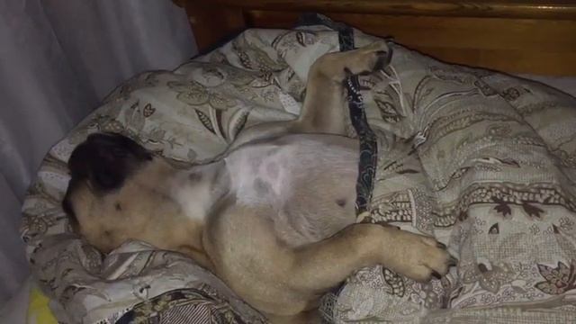 Здоровый сон))#собака#храп#сон#юмор смотреть онлайн