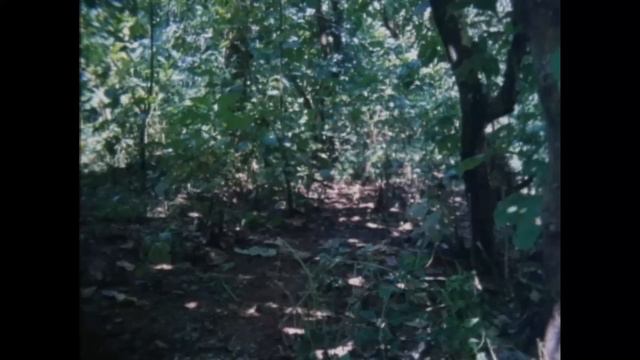 Kamagong Full Movie HD | Lito Lapid, J.C. Bonnin, Eddie Garcia, Beth Bautista, Jaime Fabregas