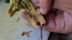 Фитофторозное увядания куста клубники, как определить!