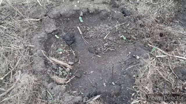 Грядка для огурцов . Огурцы взошли. Парник оказался 4 метра. Картофель пророщенный в опилках. смотреть онлайн