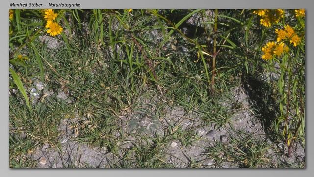 Turbinicarpus lophophoroides - a slideshow from a rare cactus in Mexico смотреть онлайн