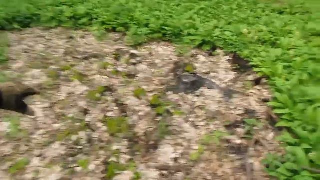 Велопоход в большой лес. Философствую. Жарю блины, яйца, ем крапиву и черемшу. смотреть онлайн