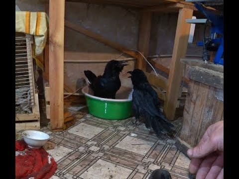 Жизнь - это трудный путь на волю. Из жизни воронов. смотреть онлайн