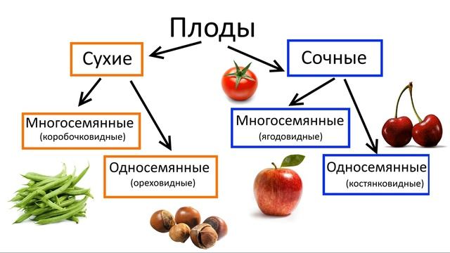 8. Семя и плод (6 класс) - биология, подготовка к ЕГЭ и ОГЭ 2018 смотреть онлайн