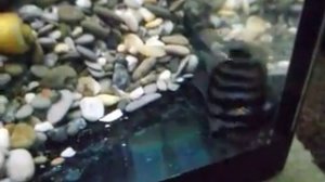 цихлазома чернополосая первый нерест.