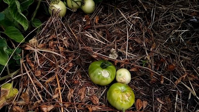 Белые и желтые пятна на томатах - что это? Солнечные ожоги: опасность, признаки, причины, лечение. смотреть онлайн