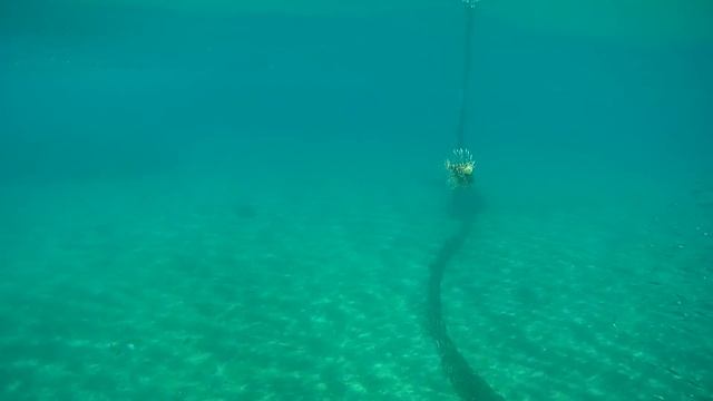 Крылатка. Подводный мир. Египет смотреть онлайн