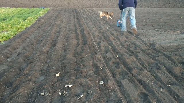 ПОСАДКА ВОЗДУШНОЙ БУЛЬБОЧКИ / ВЫРАЩИВАНИЕ ЧЕСНОКА ИЗ СЕМЯН. смотреть онлайн