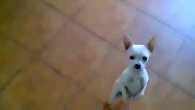 20140207 222907 Собака танцует фламенко смотреть онлайн