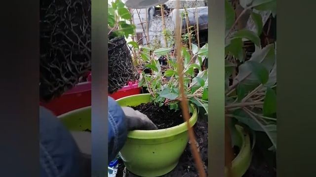 Ампельная фуксия своими руками, Ampelfuchsien Selbstmachen. фуксия, Fuchsien