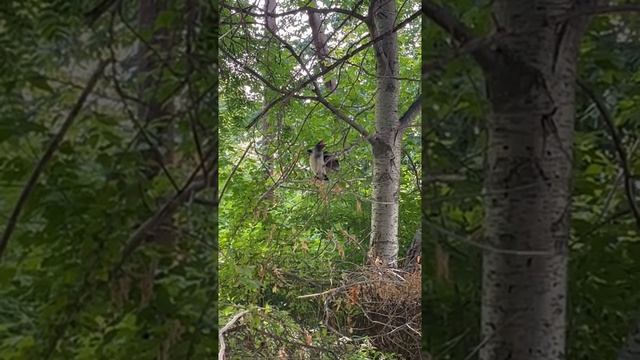 Птенец вороны смотреть онлайн