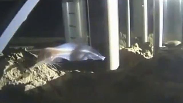 Новый глубоководный вид рыб в Марианской впадине смотреть онлайн