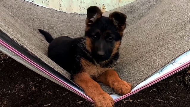 Супер яркий щенок немецкой овчарки/щенок немецкой овчарки 2,5 месяцев смотреть онлайн