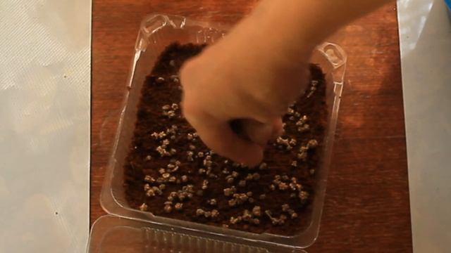 ❤?Как вырастить Микрозелень в кокосовом субстрате на подоконнике? ЗДОРОВЫЙ ОБРАЗ ЖИЗНИ смотреть онлайн