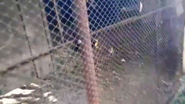 Зоопарк Старобешево. ДНР зоопарк смотреть онлайн