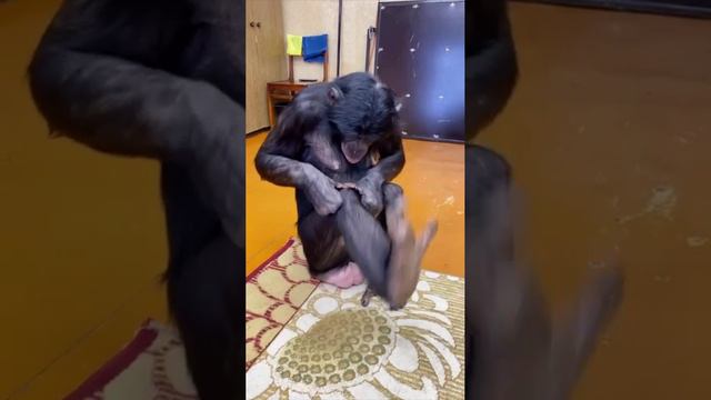 КОТИКИ и не только