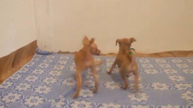 Russian Toy, brother and sister. 1 month and three weeks. смотреть онлайн