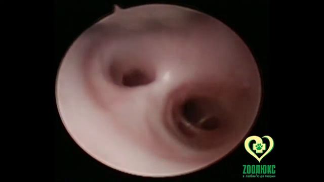 Коллапс смотреть онлайн