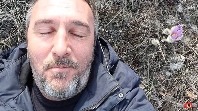 Сон-трава. Прострел расцвёл в диком Крыму. Март 2023 смотреть онлайн