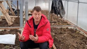 что будет если посадить помидоры по два корня в лунку, плюсы и минусы,  итоги моего эксперимента