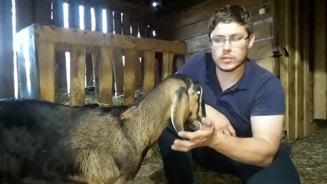 НУБИЙСКИЕ. АНГЛО-НУБИЙСКИЕ КОЗЫ В ХОЗЯЙСТВЕ смотреть онлайн