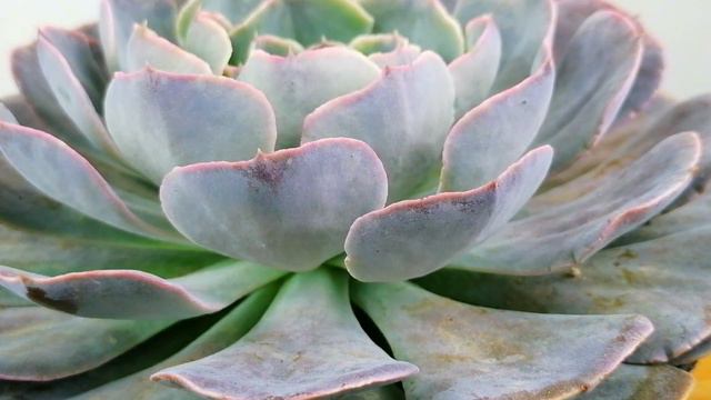 shaviana guia de cultivo CHUYITO JARDINERO смотреть онлайн