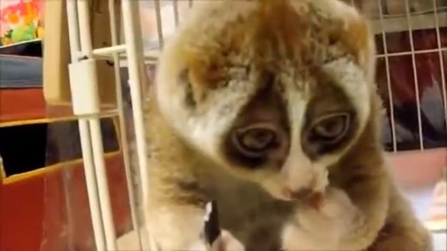Лемур ест шарик из риса смотреть онлайн