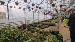 Питомник Тимирязевской Академии | Покупаем саженцы