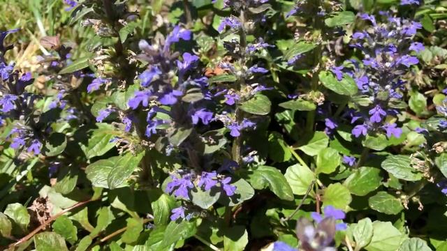 ? Chocolate Chip Ajuga - Flowering Evergreen Groundcovers You Must Have | Plant Shows смотреть онлайн