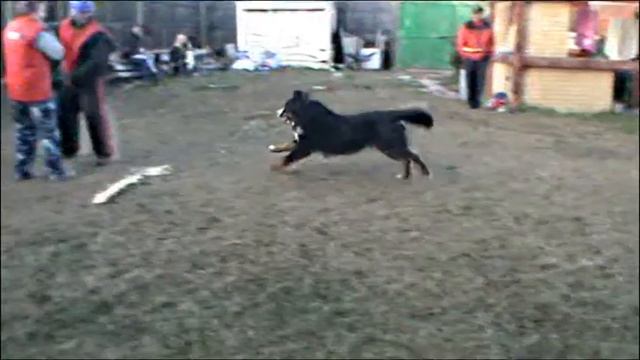 РУССКИЙ РИНГ в НОВОСИБИРСКЕ (тренировка от 14 окт.2012) смотреть онлайн