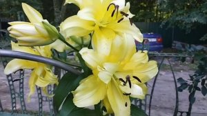 Лилия Экзотик Сан