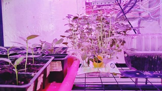 ВЕСНА В ДЕРЕВНЕ/ОБЛИВАНИЕ/ОБЗОР САДА/ОТЧАЯЛАСЬ/ЯБЛОКИ МОРОЖЕНЫЕ смотреть онлайн